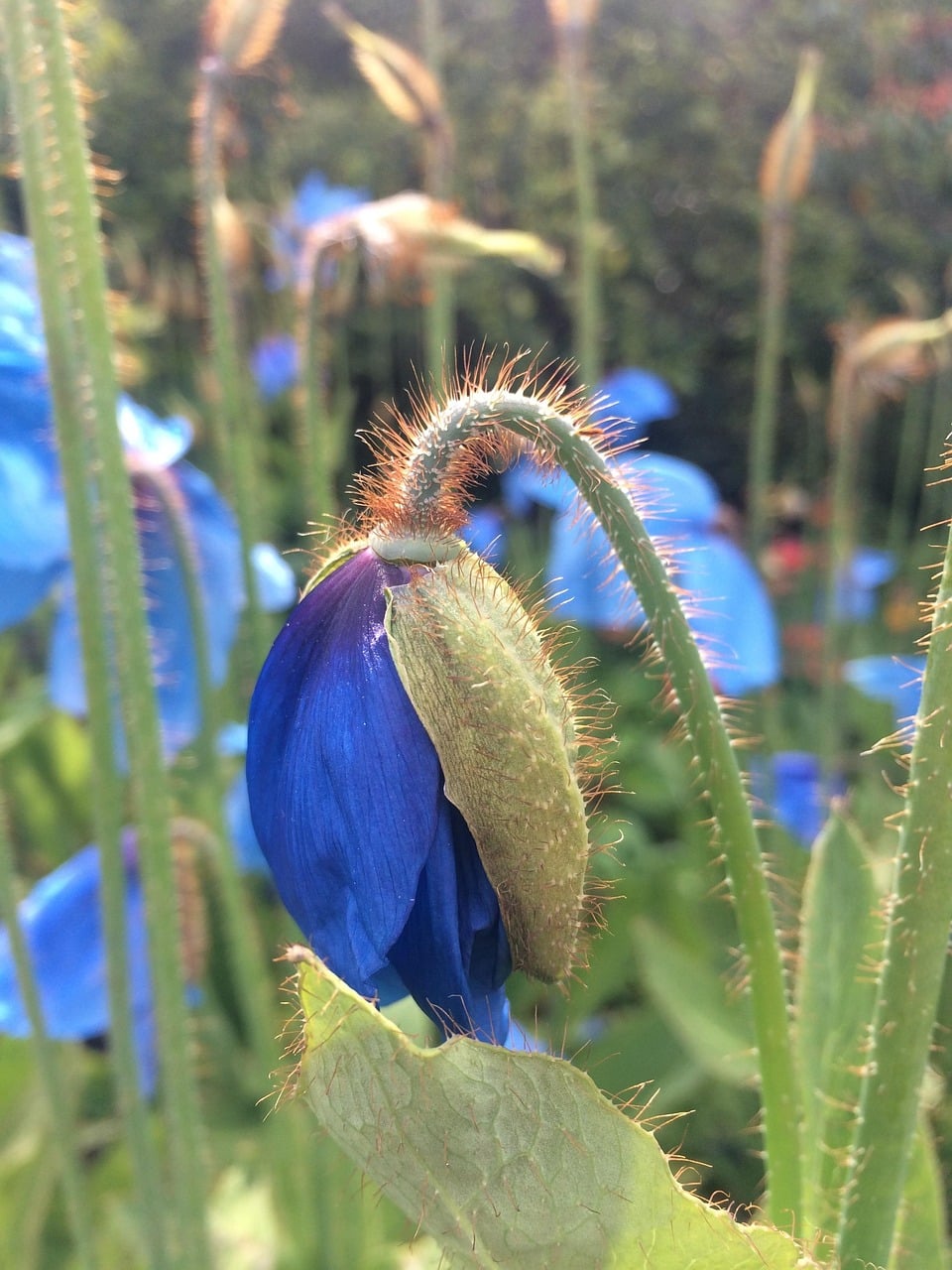 himalayan-blue-poppy-2371958_1280 himalayan-blue-poppy-2371958_1280