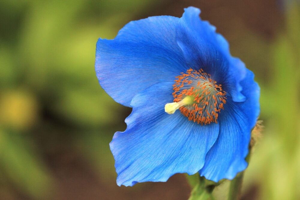 himalayan-blue-poppy-5970435_1280 himalayan-blue-poppy-5970435_1280