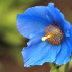 himalayan-blue-poppy-5970435_1280