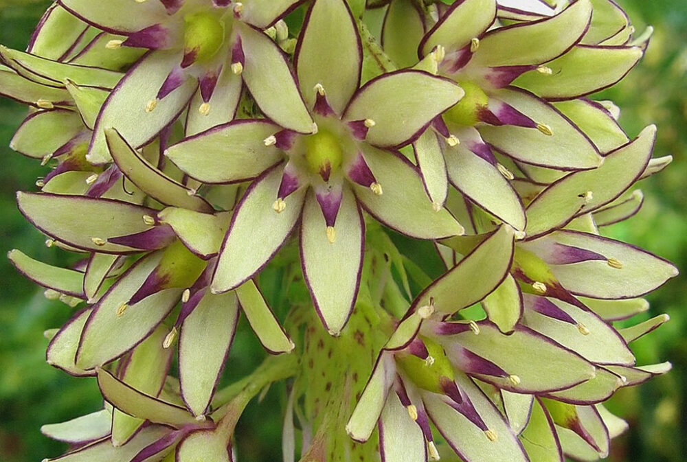 lys ananas bicolorjpg