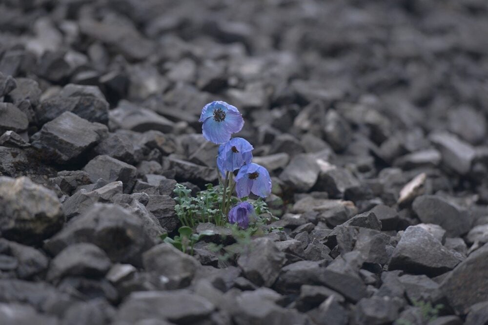 meconopsis-9831738_1280 meconopsis-9831738_1280
