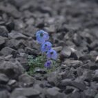 meconopsis-9831738_1280
