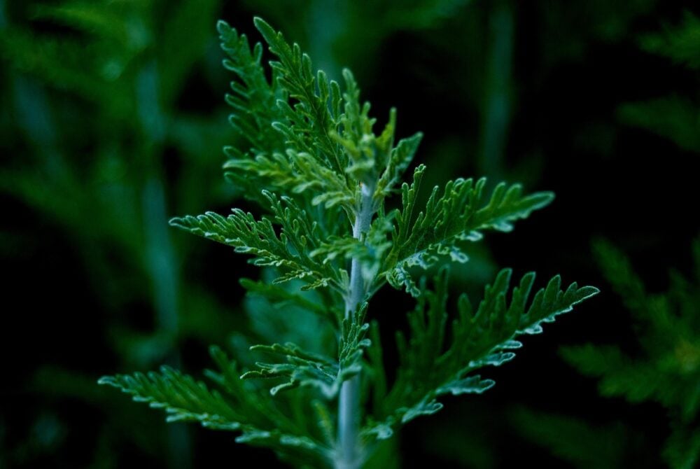mugwort-6347384_1280 mugwort-6347384_1280