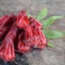 rosella-7102161_1280