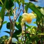tea-plant-3845424_1280