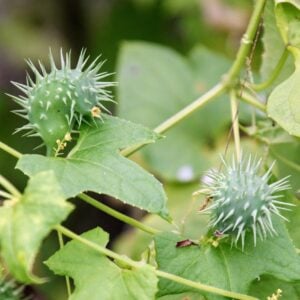 Achocha — Cyclanthera pedata