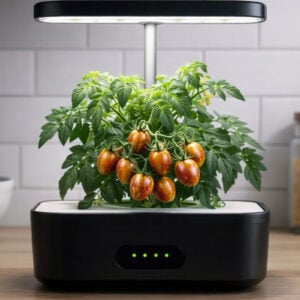 Tomate micro-naine Or brut