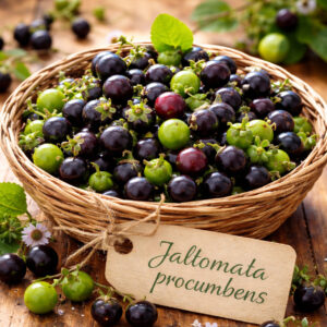 Jaltomate rampante (Jaltomata procumbens)