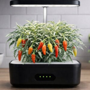 Micro Piment Mutant panaché