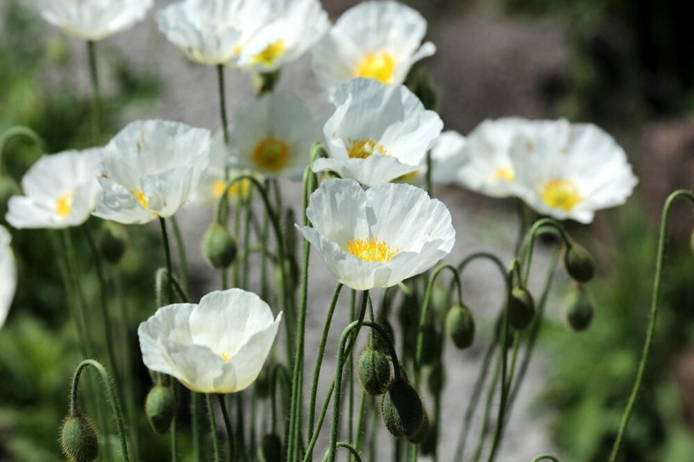 poppies-3665970_1280