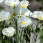 poppies-3665970_1280