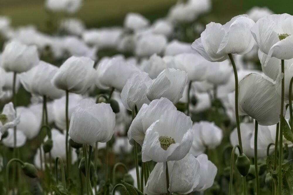 poppy-6254293_1280