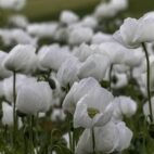 poppy-6254293_1280