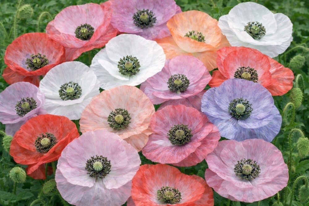 poppymotherofpearl poppymotherofpearl
