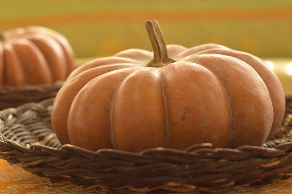 firouzime-pumpkins-7781055_1280 firouzime-pumpkins-7781055_1280