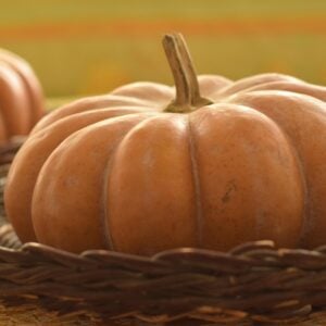 Courge Butterkin