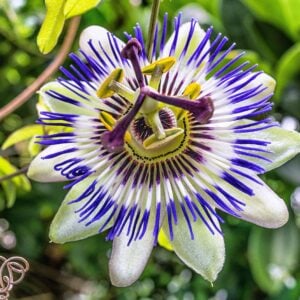 Passiflore bleue — Passiflora caerulea