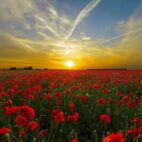 diego_torres-sunset-815270_1920