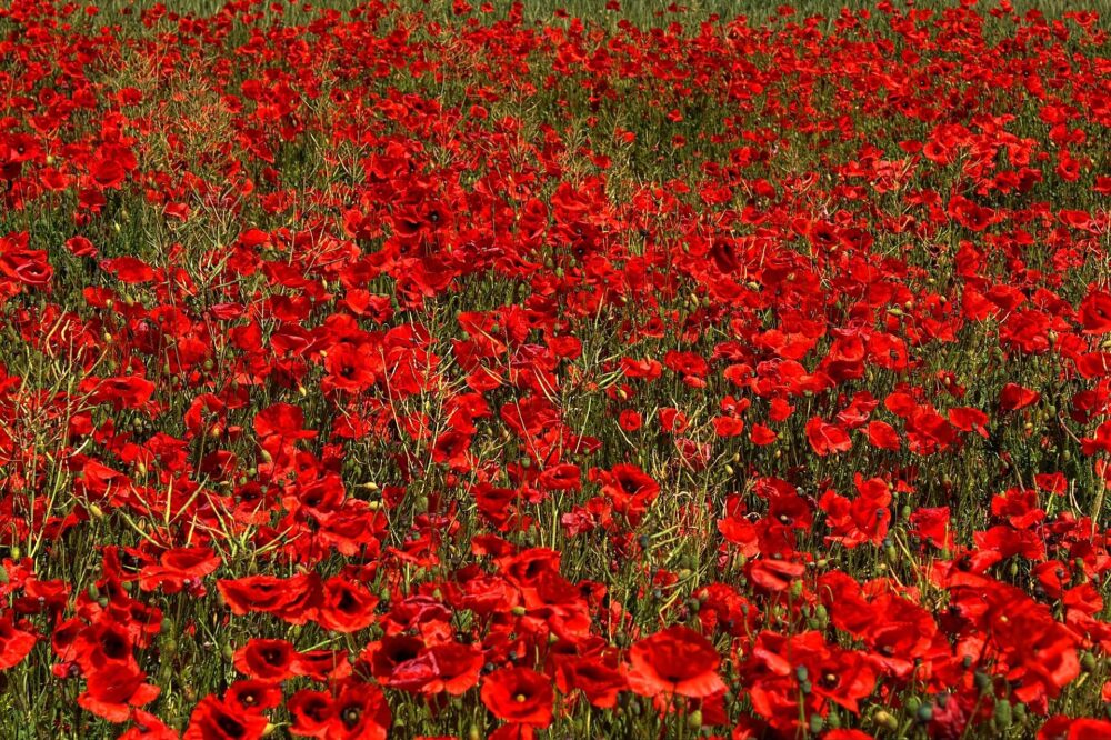 peterdargatz-poppies-807870_1920