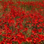 peterdargatz-poppies-807870_1920