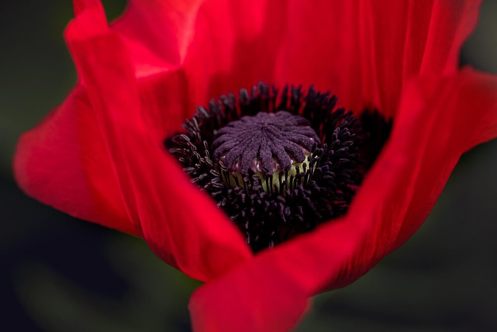 pezibear-poppy-834203_1920