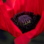 pezibear-poppy-834203_1920