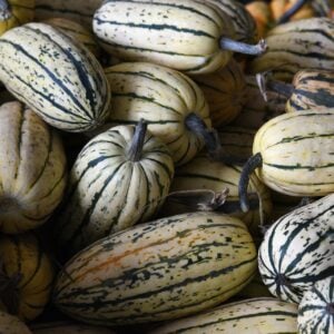 Courge Stripetti
