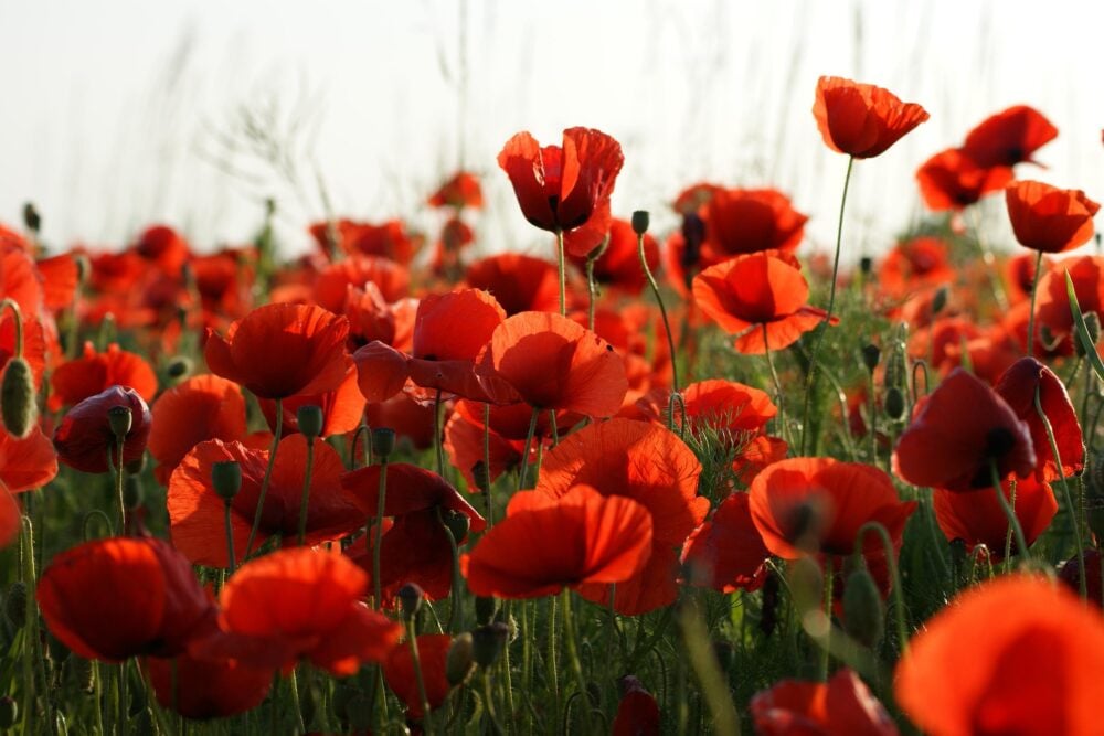 vijakob-poppies-4839317_1920