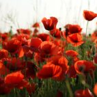 vijakob-poppies-4839317_1920