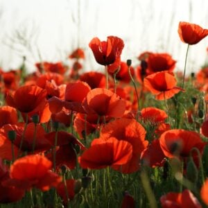 Pavot rouge des champs (Papaver rhoeas)