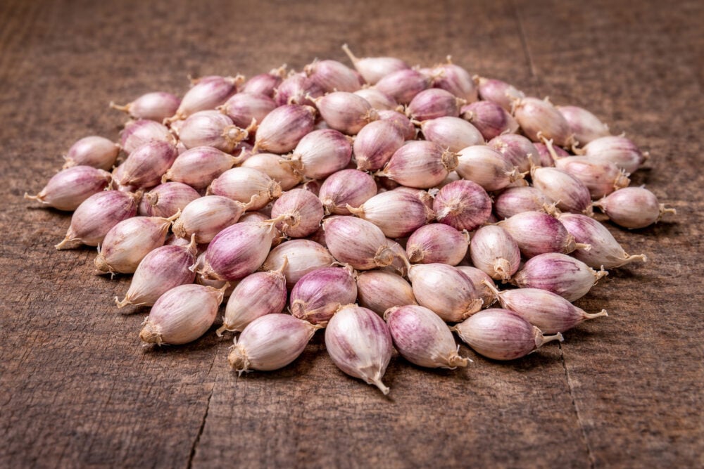bulbillesredrussian bulbillesredrussian