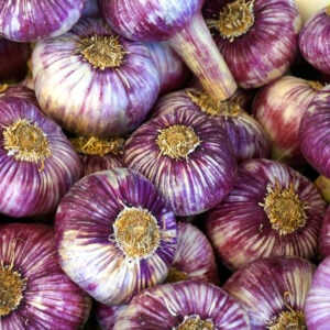 Ail Chesnok Red