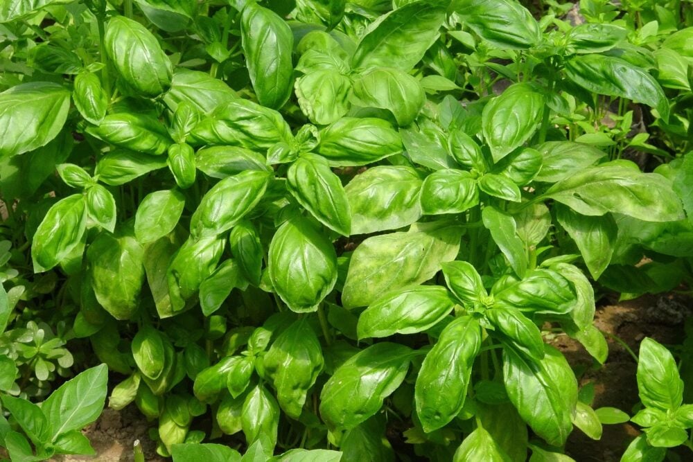 jing-basil-917999_1920 jing-basil-917999_1920