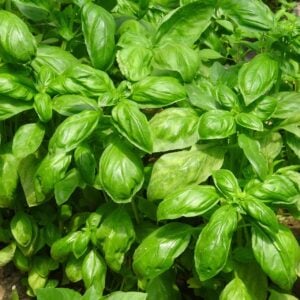 Basilic Everleaf Evivi Ntor