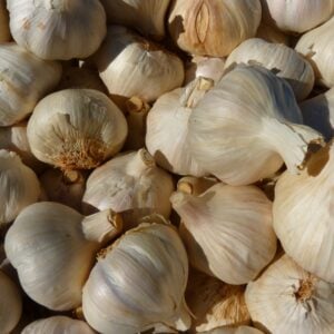 Ail Porcelaine du Québec