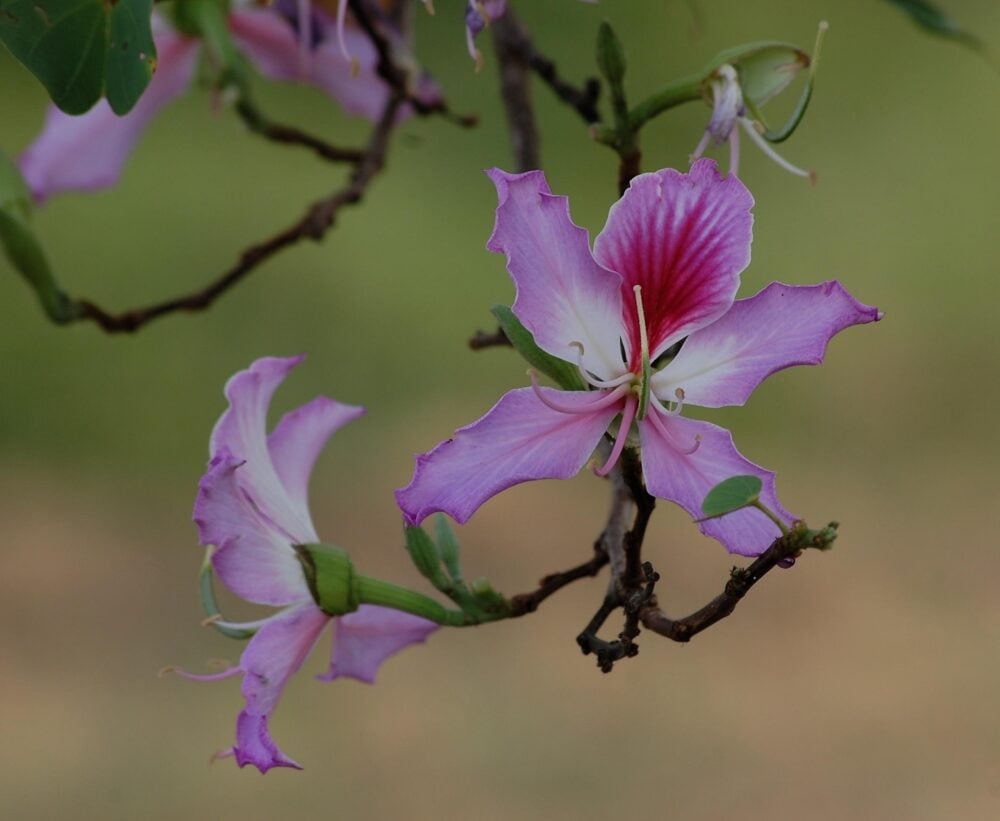 amandad-flower-398023_1920 amandad-flower-398023_1920