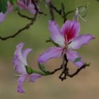amandad-flower-398023_1920