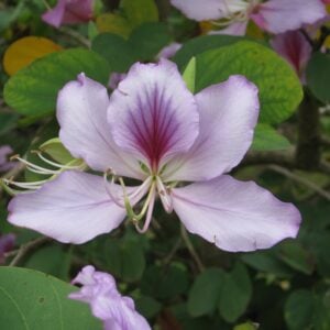 Arbre Orchidée 'Bauhinia purpurea'