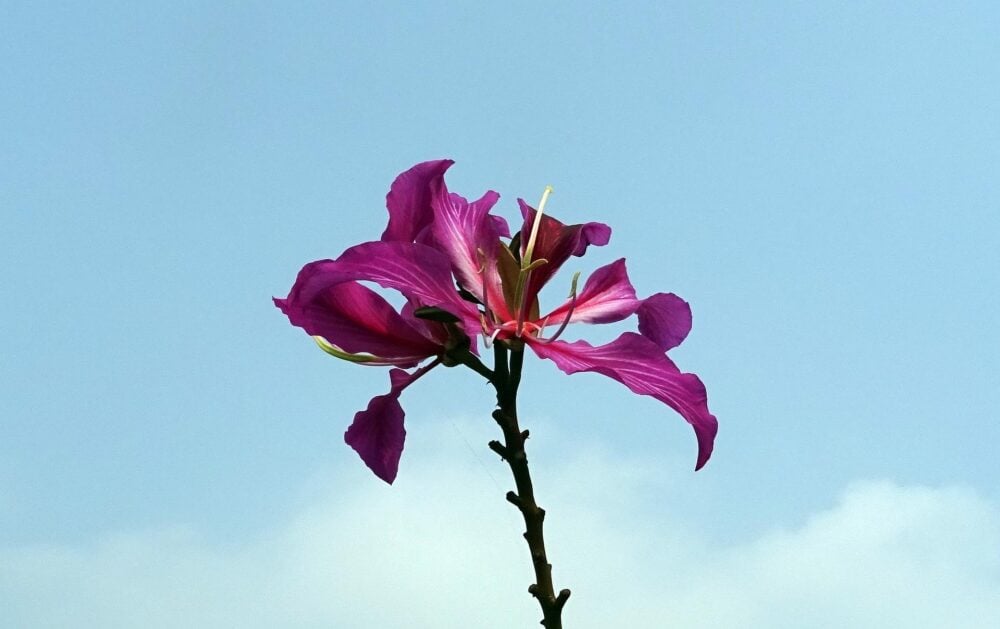 sarangib-flower-1239854_1920 sarangib-flower-1239854_1920