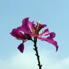 sarangib-flower-1239854_1920