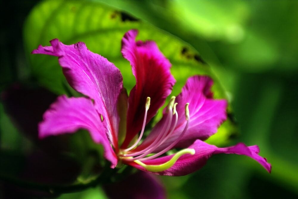 ysen-bauhinia-4932000_1920 ysen-bauhinia-4932000_1920