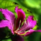 ysen-bauhinia-4932000_1920