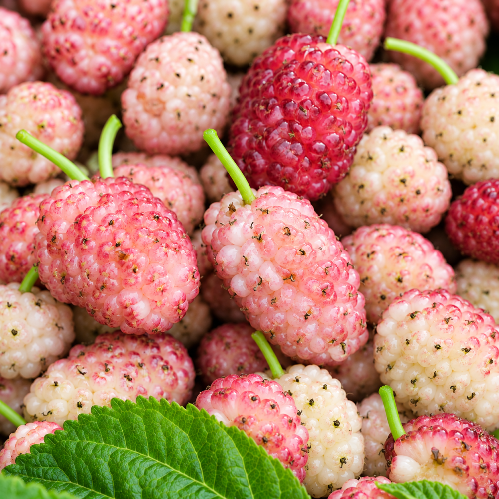 Fruits de mûrier roses en macro