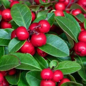 Thé des bois — Gaultheria procumbens